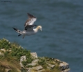 Gannet 070609_3